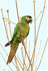 Yellow-collared Macaw